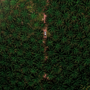 Why we removed palm oil from our soap.