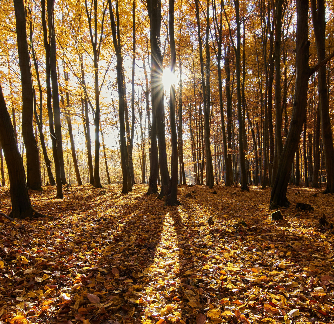 Best Autumn and Halloween Scents.